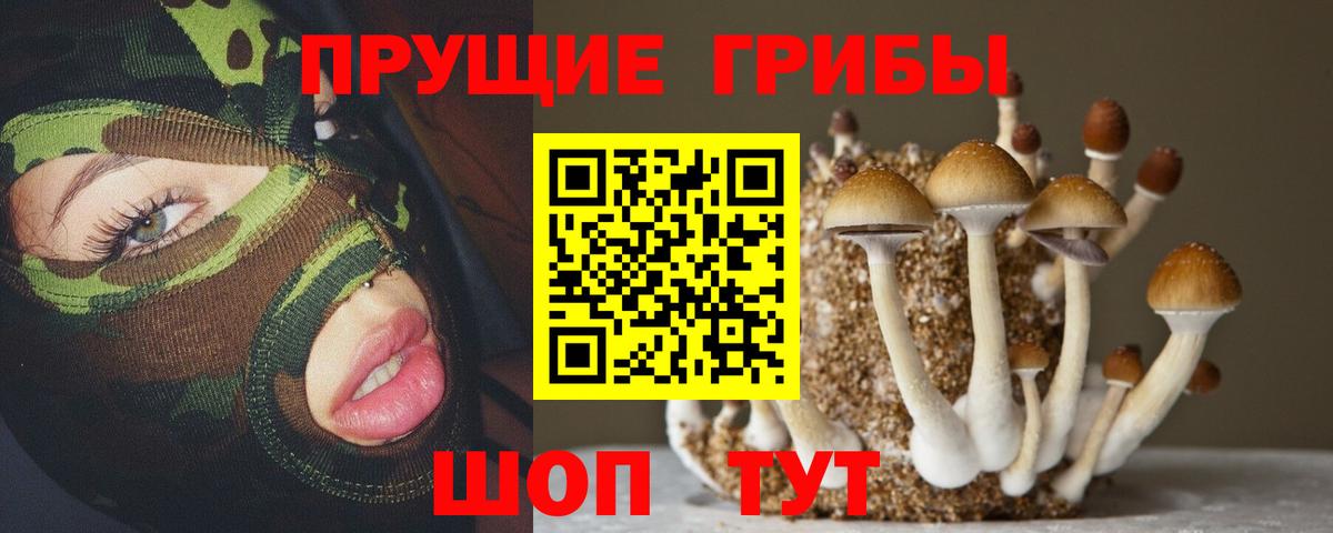 Тайшет  Галлюциногенные грибы Psilocybe  Вход с VPN 